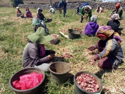 Lakona, Bawang Merah Provitas 20 Ton Asal Bantaeng Siap Didaftarkan